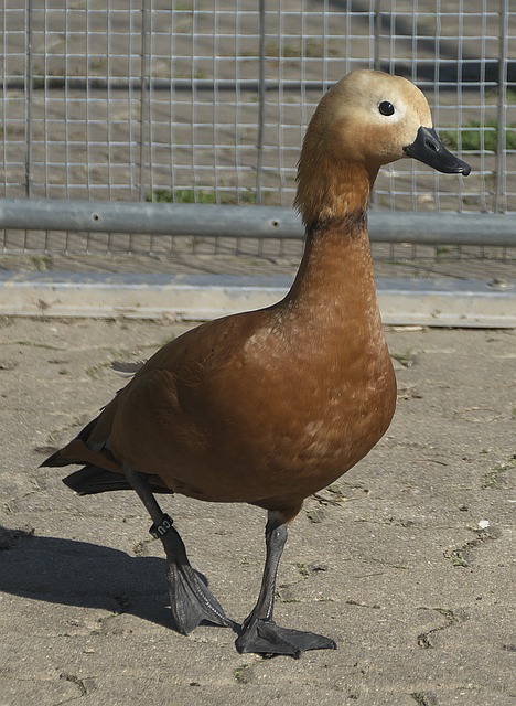度平台